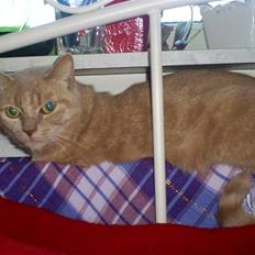 Huskat Miver..... R.I.P!