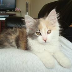 Blanding af racer Berta