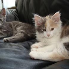 Blanding af racer Berta