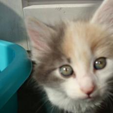 Blanding af racer Berta