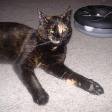 Blanding af racer mille