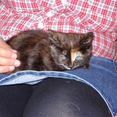 Blanding af racer mille