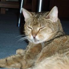 Blanding af racer Misse-mor R.I.P