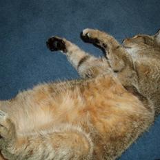 Blanding af racer Misse-mor R.I.P