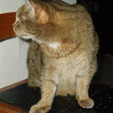 Blanding af racer Misse-mor R.I.P