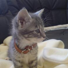 Blanding af racer Jinx RIP