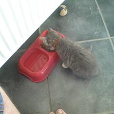 Blanding af racer Jinx RIP