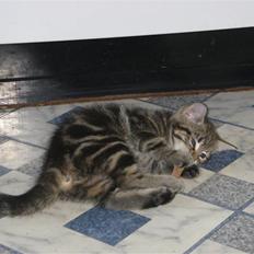 Huskat Skattepigen **I himlen**†