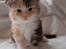 Maine Coon  Berta Bumble Bee P - 3 uger gammel
