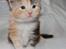 Maine Coon  Berta Bumble Bee P - 3 uger gammel