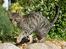 Bengal O'malley