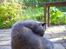 Chartreux Filur R.I.P. - Husk at jeg skal være pæn 24 timer i døgnet