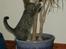 Huskat Arnold - Potteplanter er yderst sjove. Se evt. video herinde :)