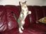 Huskat Arnold - Arnold danser for os ;b