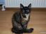 Blanding af racer Malou - elsker virkelig hendes farver... 