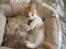 Sibirisk Kat Umir Ulianko / Oliver