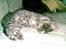Huskat Cille † R.I.P. †