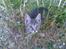 Huskat Cille † R.I.P. †