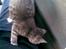 Huskat Cille † R.I.P. †