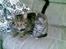Huskat Cille † R.I.P. †