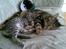 Huskat Cille † R.I.P. †