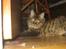 Maine Coon Nala