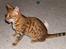 Bengal Sasso