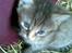 Huskat Punky