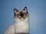 Ragdoll Eddie (R.I.P)