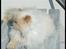 Colorpoint Puffe   (R.I.P)