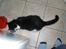 Huskat Basé *aflivet* - » MMMMHHHH;; mad x: