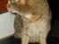 Blanding af racer Misse-mor R.I.P