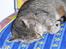 Blanding af racer Misse-mor R.I.P