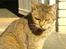 Blanding af racer Misse-mor R.I.P