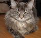 Maine Coon Mui