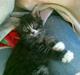 Maine Coon Twinto