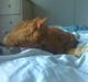 Abyssinier findus