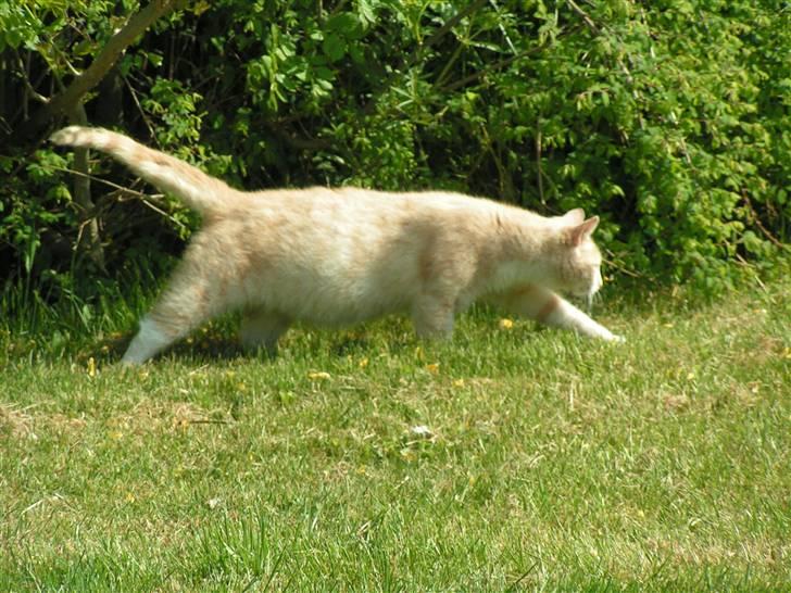 Blanding af racer Kiddy - Kiddy på jagt.....gg billede 1