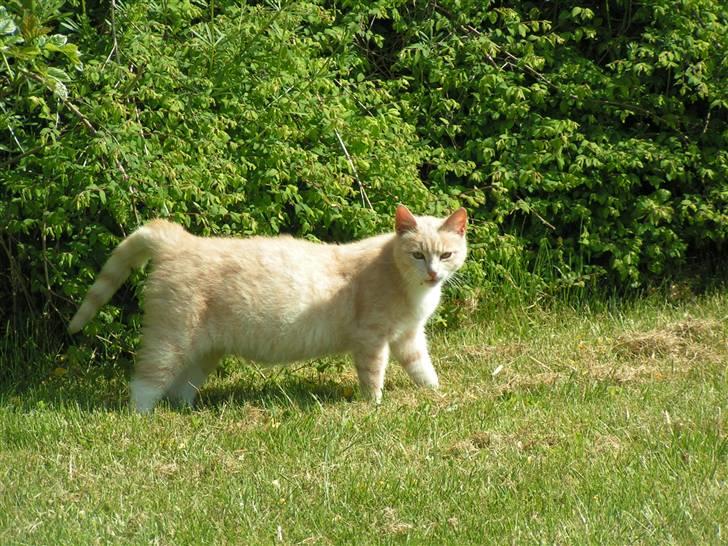 Blanding af racer Kiddy billede 2