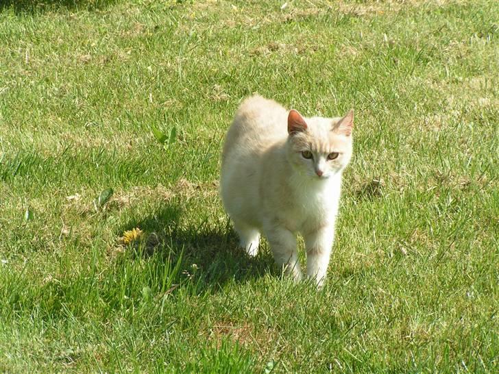 Blanding af racer Kiddy billede 3