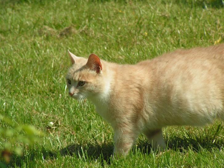 Blanding af racer Kiddy billede 4