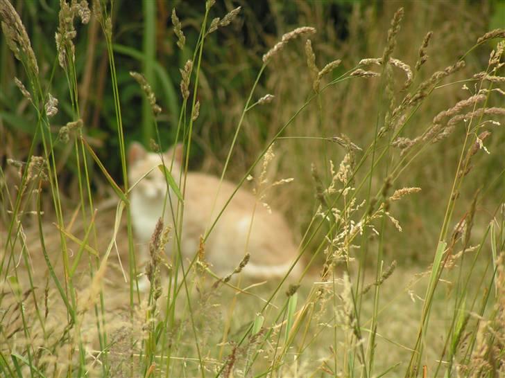 Blanding af racer Kiddy - prøver at gemme mig....gg billede 5