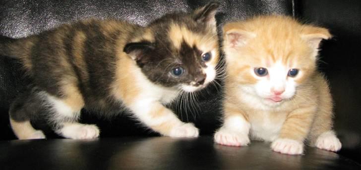 Huskat Dumle - Dumle og hans søster Nala som vi også skal have :) billede 7