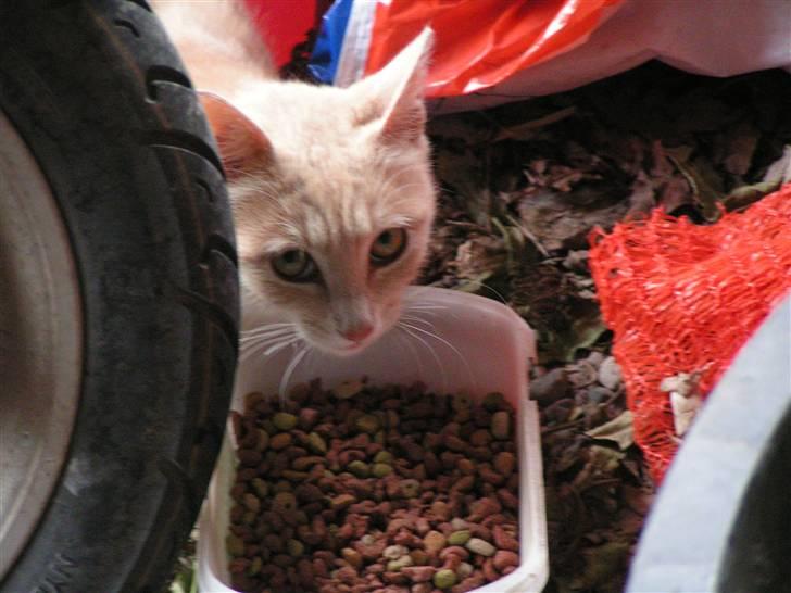 Blanding af racer Kiddy - Mad tid.... skønt..... billede 6