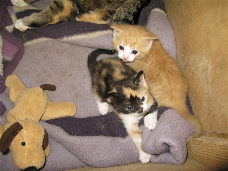 Huskat Dumle - Vi kan slet ikke vente med at få dem hjem! billede 8