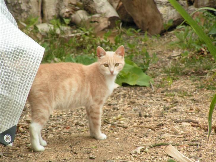 Blanding af racer Kiddy billede 7