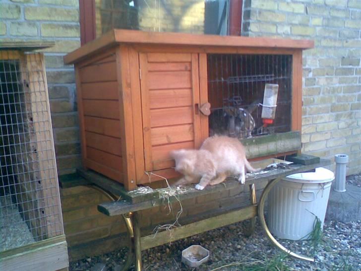 Blanding af racer Kiddy - Kiddy henne ved vores ene kanin..... billede 8