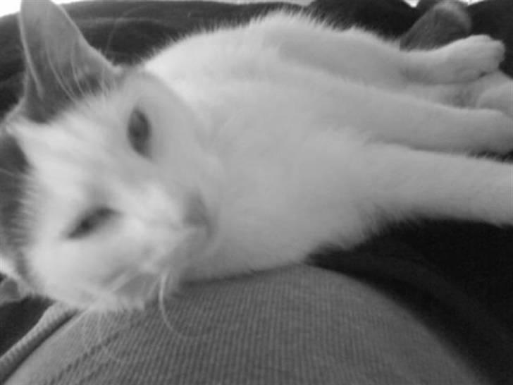 Huskat Tarzan billede 1