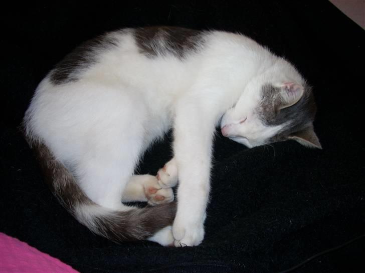 Huskat Tarzan billede 2