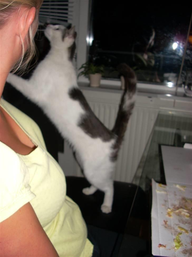 Huskat Tarzan billede 3